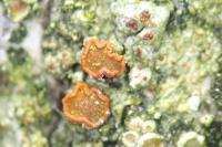 Blastenia ferruginea