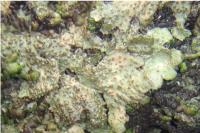 Melanohalea exasperata