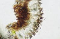 Orcularia insperata