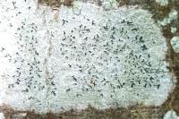 Phaeographis smithii