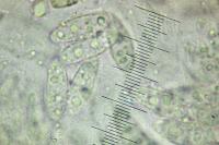 Telogalla olivieri