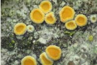 Athallia pyracea