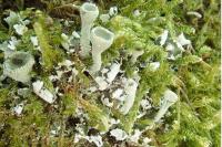 Cladonia chlorophaea