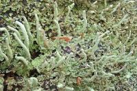 Cladonia coniocraea
