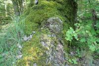 Peltigera praetextata
