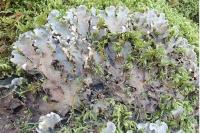 Peltigera praetextata