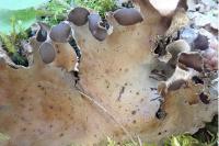 Peltigera horizontalis