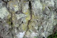 Chrysothrix candelaris