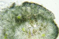Arthonia parietinaria