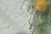 Arthonia parietinaria