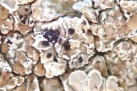 Arthonia apotheciorum