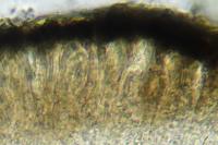 Arthonia apotheciorum