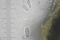 Arthonia apotheciorum