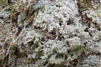Cladonia parasitica
