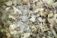 Athelia arachnoidea