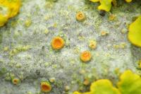 Athallia pyracea