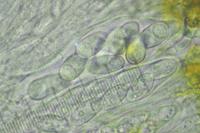 Athallia pyracea