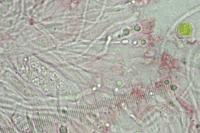 Athallia pyracea