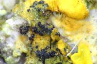 Arthonia parietinaria