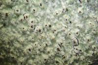 Pertusaria pustulata