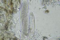 Pertusaria pustulata