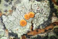 Blastenia ferruginea
