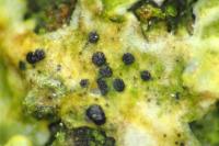 Arthonia parietinaria