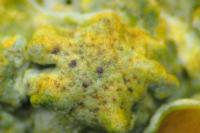 Telogalla olivieri
