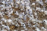 Arthonia apotheciorum