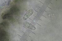 Arthonia apotheciorum