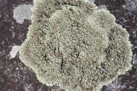 Xanthoparmelia stenophylla