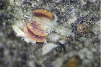 Protoblastenia calva var. sanguinea