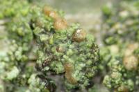 Scoliciosporum sarothamni