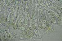 Scoliciosporum sarothamni