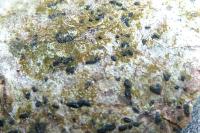 Zwackhia viridis