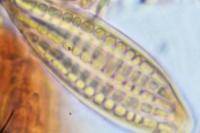 Zwackhia viridis
