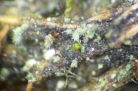 Agonimia opuntiella