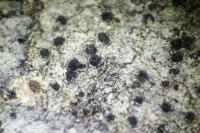 Verrucaria muralis