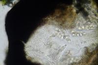 Verrucaria muralis