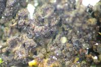 Scytinium turgidum