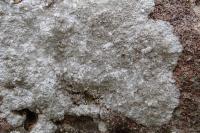 Dirina massiliensis