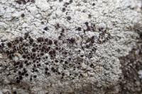 Lecanora campestris