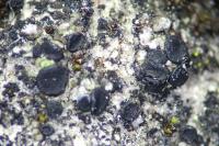Toniniopsis aromatica