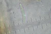 Toniniopsis aromatica