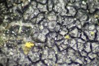 Placopyrenium fuscellum