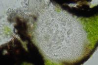 Placopyrenium fuscellum
