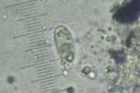 Placopyrenium fuscellum