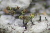 Chaenotheca hispidula