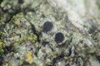 Amandinea punctata