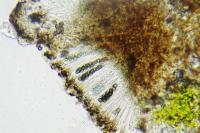 Amandinea punctata